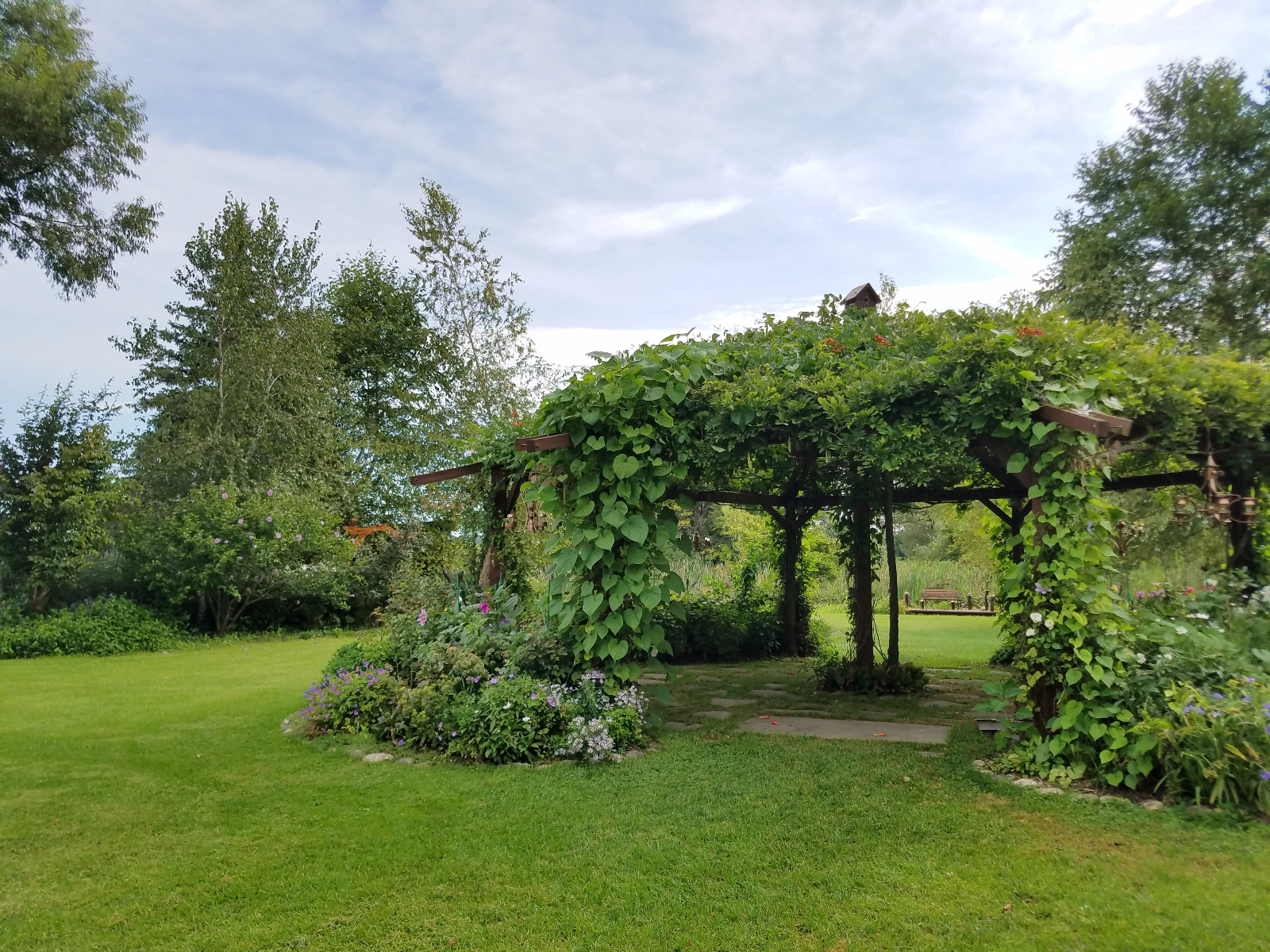 You can really see the Morning Glory foliage growing to cover the Flowering Gazebo